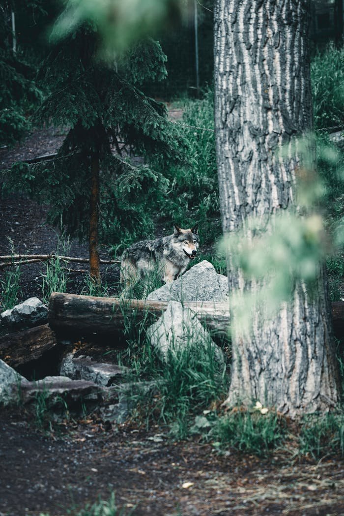 A lone wolf stands cautiously in the dense forest near Calgary, Canada.
